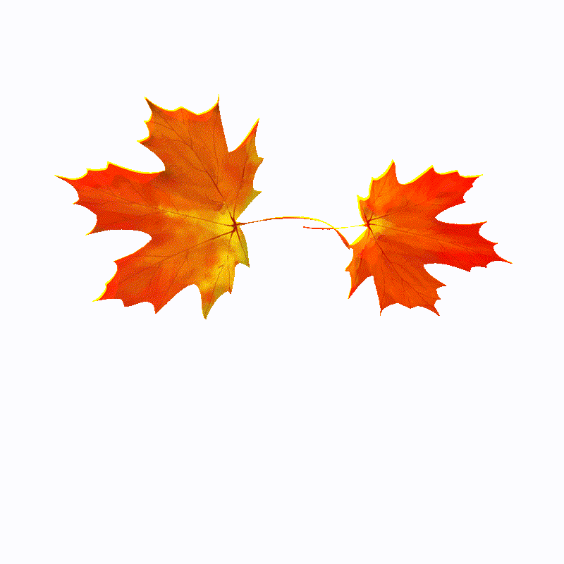 2024.10.18-3~1.gif